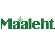 Maaleht